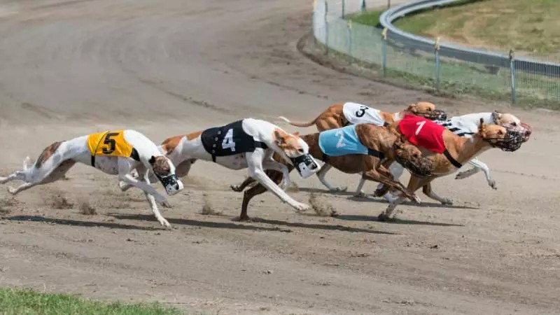 betting on greyhounds